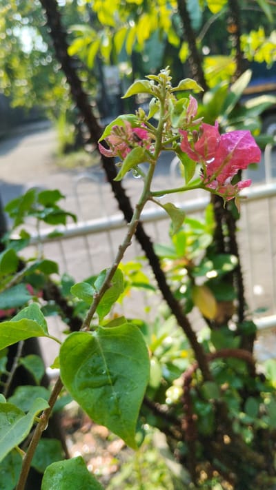 A close-up, shallow-depth-of-field photograph captures a blooming pink bougainvillea branch, possibly in the city of Tanjungsari, Indonesia. The bougainvillea, with its vibrant pink bracts, is the primary subject, adorned with small water droplets, suggesting recent rain or watering. The branch, with its thorny stem, is positioned in the foreground, extending upwards. Accompanying the flowers are lush green leaves, some of which also bear water droplets. In the background, out of focus, are more green foliage, a dark, possibly thorny tree trunk, and a pale horizontal structure resembling a fence or railing. The lighting indicates it is daytime, with sunlight dappling through the leaves, creating bokeh effects. The environment suggests an outdoor setting, likely a garden or a balcony, with hints of a street or pathway visible in the far distance.
