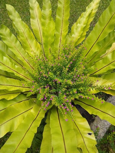 An overhead shot captures a dense botanical arrangement. A large plant, consistent with a Bird's Nest Fern, dominates the frame, presenting numerous broad, elongated, light-green leaves with prominent dark central veins radiating outwards from a central point. The leaf margins exhibit a slightly undulating texture. Growing within the center of this fern is a compact, bushy plant featuring small, dark green foliage interspersed with a multitude of tiny, tubular flowers displaying vibrant pink and purple hues, indicative of False Heather. The immediate background comprises finely textured green grass, with some irregular grey and dark brown formations, likely stones or exposed soil, visible towards the bottom right. No individuals, specific actions, or interactions are discernible. The scene is illuminated by ambient daylight.