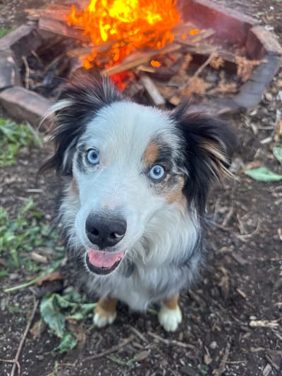 A close-up, high-angle shot captures an Australian Shepherd dog sitting next to a campfire. The dog, with striking blue eyes and a mottled coat of white, black, and tan, looks directly up at the camera, its tongue lolling out in a pant. The campfire, on the left of the frame, is ablaze with bright orange flames. The ground around the dog and fire is dark, littered with dirt, small twigs, and a few green leaves. A partially burned log sits beside the fire pit. The location is likely outdoors, in a natural setting, possibly in the Boulder area of the United States.
