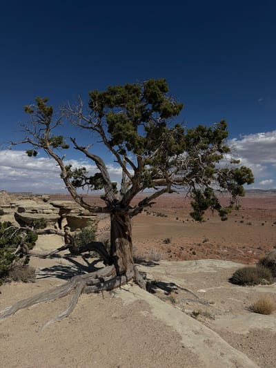 A lone tree dominates the foreground of a landscape scene. The tree has a thick, gnarled trunk and sparse green foliage clustered at the ends of its branches, contrasted against a deep blue sky with scattered white clouds. The surrounding terrain is arid and rocky, with a barren, desert-like expanse stretching into the distance. The landscape is predominantly tan and brown, suggesting a dry and possibly mountainous region. The overall setting suggests a remote, natural location with harsh environmental conditions. The image appears to be taken in Unknown, United States of America.