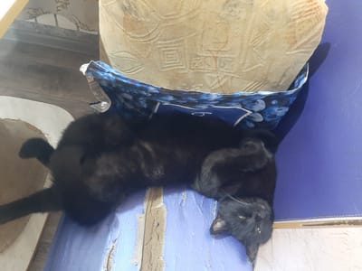 A black cat is lying on its back on a blue surface, with its head resting on a patterned cushion or fabric. The cat appears relaxed, with its eyes partially closed. A blue and white patterned bag is visible behind the cat, partially covering the cushion. The background shows a light-colored surface with some texture and a shadow cast by an object. The scene suggests an indoor setting. The location of Shelekhov, Russia, is not visually ascertainable from the image itself.