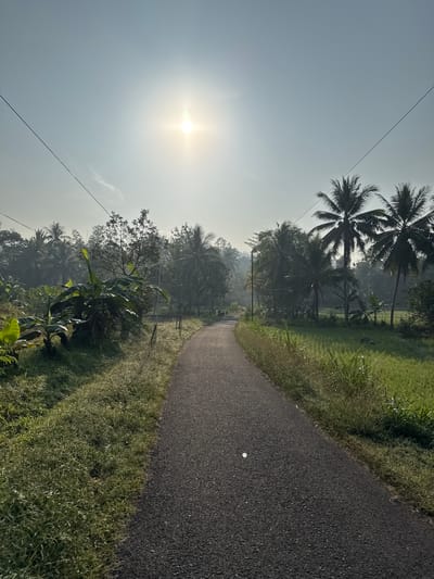 The image shows a paved road leading into a rural area under a bright, hazy sun. The road is lined with lush green vegetation, including banana trees on the left and rice paddies and tall grass on the right. Coconut palm trees are visible in the background, interspersed with other trees and foliage, creating a dense, tropical landscape. Power lines stretch across the sky. The overall impression is one of a serene, early morning scene in a tropical village. There are no people or animals visible in the image.
