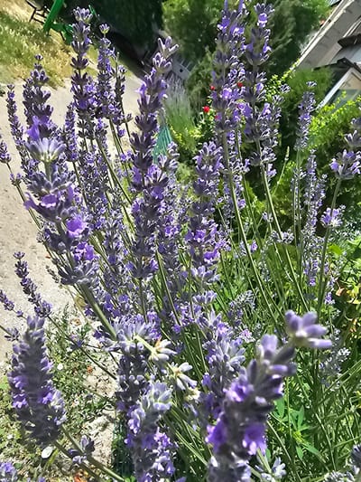The image is a close-up, eye-level, full shot of blooming lavender plants in an outdoor setting. The lavender flowers are vibrant purple and clustered on tall stalks, with many stalks visible throughout the frame. The background is a blur of green foliage, suggesting a garden or natural area. The lighting indicates it is daytime, with sunlight illuminating the flowers. The overall impression is one of lush, natural growth. There are no people or animals visible in the image. It is not possible to determine the location within the city of Skadovsk, Ukraine, from the visual information provided.