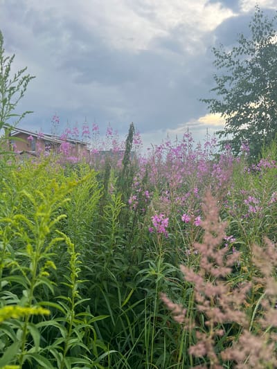 The image depicts a close-up view of a dense field of wildflowers, primarily composed of tall, slender stalks bearing clusters of pinkish-purple flowers. In the foreground, a bright green, feathery plant with small yellow blossoms is prominently featured on the left, partially obscuring the view of the pink flowers. To the right, a slightly out-of-focus pinkish-brown feathery plant is visible, also in the foreground.
In the background, the tops of a few buildings with brown roofs can be seen peeking through the foliage. To the far right, the leaves of a mature tree with dark green foliage are visible against the sky. The sky above is overcast with heavy, gray clouds, but there are hints of lighter sky and possibly sunlight breaking through in the upper right quadrant.
The scene appears to be an outdoor natural setting, likely a field or roadside area adjacent to a residential area, given the presence of buildings. The vegetation is lush and appears to have recently experienced rain, as evidenced by water droplets on some of the leaves. The location is identified as Великие Озера Кп, Russia. There are no people or animals present in the image. The overall impression is one of a wild, natural landscape in bloom under a cloudy sky.