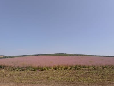 A wide shot captures a vast, undulating field of pink flowers under a clear, pale blue sky. The foreground features a rough, brown dirt path with sparse, dry grass and weeds. Beyond the path, the field is densely populated with tall, wispy pink blooms, creating a soft, hazy texture across the landscape. In the middle ground, a treeline of dark green trees forms a sharp horizontal band across the horizon. The far background consists of a rolling green hillside with more trees and what appears to be a vineyard or cultivated fields, with faint rows visible. The overall scene is tranquil and natural, with a hint of agricultural activity. The image does not contain any discernible people or specific structures, suggesting a rural or natural setting, possibly within the vicinity of Glinjeni, Moldova.
