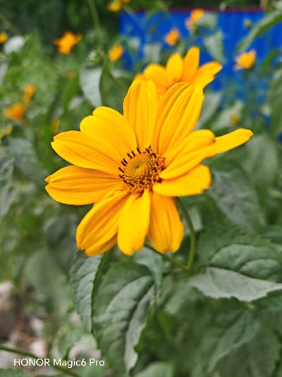 This is a close-up, eye-level, vertical, outdoor photograph of a bright yellow flower in full bloom. The flower has many petals radiating from a central disc that is dark brown with visible stamens. The flower is the primary subject and is sharply in focus, with its petals appearing textured and slightly curved. Behind the main flower, another yellow flower is partially visible, also in bloom.
The background is a blur of green foliage and some bright blue elements, possibly a fence or some other structure. There are also other out-of-focus yellow flowers scattered in the background, suggesting a garden or a field of flowers. The lighting suggests it is daytime, with soft natural light illuminating the flower. There are no people or animals visible in the image.
The overall mood of the image is cheerful and vibrant, dominated by the bright yellow of the flowers and the lush green of the surrounding vegetation.
At the bottom left of the image, there is white text that reads "HONOR Magic6 Pro". The location context provided is Turbiv, Ukraine.