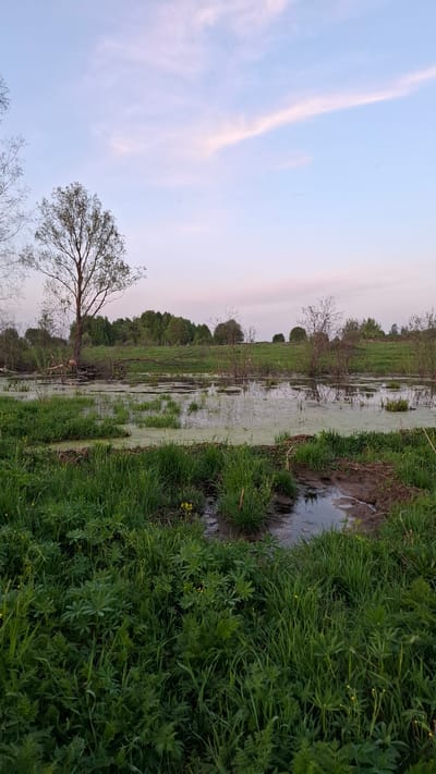 The image depicts a flooded area in what appears to be a marsh or wetland environment. The sky is light blue with streaks of pink clouds, suggesting either dawn or dusk. Lush green vegetation dominates the foreground, bordering a body of stagnant water covered in algae. A tree with bare branches stands prominently to the left, with its roots partially submerged. The water extends into the distance, bordered by a line of trees and shrubs, creating a natural boundary. A small muddy section is visible in the right foreground. The location is stated as Шешурга, Russia. There are no people visible.