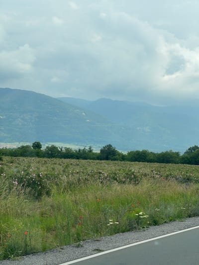 This vertical composition captures an agricultural landscape under an overcast sky in Rozino, Bulgaria. The upper third of the image is dominated by a pale blue-grey sky filled with diffused, mostly featureless clouds. Below the sky, a series of mountain ranges recedes into the distance, appearing progressively lighter blue due to atmospheric haze. The mountains are covered in dense, dark green vegetation, likely forests.
In the mid-ground, at the base of the nearest mountain range, a verdant valley or plain is visible, containing a cluster of dark green trees and sparse vegetation. To the far left, a portion of a settlement, identified as Rozino, is visible with reddish-brown rooftops nestled against the foothills.
The middle and lower sections of the image feature an expansive field cultivated with oil-bearing roses (Rosa damascena), identifiable by numerous light pink blossoms scattered amongst dark green foliage. This rose field is interspersed with taller, lighter green and brownish-yellow grasses, indicative of a rural environment. Along the immediate foreground, a strip of wild grasses and various wildflowers, including prominent red poppies, small white flowers, and yellow blooms, grows alongside the field.
A narrow strip of grey gravel separates the grassy verge from a paved, dark grey asphalt road, which occupies the lower right corner of the frame. A solid white line marks the edge of the road, running parallel to the gravel strip. No people or animals are visible in the scene. The overall lighting is soft and even, consistent with an overcast day.