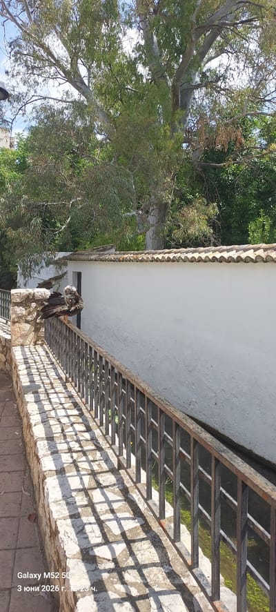 The image depicts an outdoor scene with a large, dark-plumaged bird, possibly a vulture, perched on a stone wall in the foreground. The bird appears to be preening or resting, with its head bent towards its body.

To the right of the bird is a white building with a distinctive tiled roof edge. Above and behind the bird and building, extensive green foliage from large trees, some with light-colored bark, fills the upper and left parts of the frame. A bright, clear sky is visible through the tree branches.

In front of the stone wall where the bird is perched, there is a metal trellis or pergola structure, which casts prominent, angular shadows onto the ground and the wall, indicating strong, direct sunlight. The ground beneath the trellis appears to be paved.

The strong, crisp shadows suggest it is midday or early afternoon. The weather is sunny and clear. Given the provided context, the scene is located in Canals, Spain.

Visible text in the bottom right corner (when the image is viewed correctly oriented) reads: "Galaxy M52 5G" and "3 юни 2026 г. 12:23 ч.", which translates to "June 3, 2026, 12:23 PM".