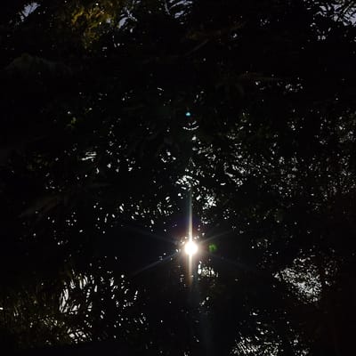 The image displays a low-light or nighttime scene in Sámara, Costa Rica, characterized by dense, dark tree foliage that fills the majority of the frame. A bright, intense white light source is centrally positioned, partially obscured by the leaves, and exhibits a prominent starburst effect with visible rays emanating outwards. The surrounding leaves and branches are silhouetted, appearing dark green to black. A faint, lighter hue is visible behind some of the foliage, suggesting a sky or distant ambient light. No individuals, man-made structures beyond the implied light source, or specific actions are discernible.