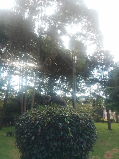 This image captures an outdoor scene, likely a park or garden in Gitaru, Kenya, characterized by lush vegetation and wildlife under bright, intense sunlight.
The primary subjects are two monkeys and a vibrant natural environment. In the foreground, a large, dark green, spherical bush occupies a significant portion of the frame. Perched atop this bush is a medium-sized monkey, appearing to have light-colored fur around its face and neck, contrasting with darker fur on its body. It is positioned with its back slightly towards the viewer, seemingly looking down or to its right. To the left and slightly behind this bush, a smaller, darker-furred monkey stands on neatly trimmed green grass, its form less distinct due to its size and distance.
The background features numerous tall trees with slender trunks and dense green canopies, through which powerful sun rays pierce, creating noticeable lens flare and a bright, almost ethereal glow. The sky is largely overexposed due to this direct sunlight, suggesting either early morning or late afternoon. On the far right side of the image, partially obscured by trees and distance, a light-colored building with visible windows can be discerned, indicating a human presence within the natural setting.
The overall scene conveys a tranquil moment of wildlife in a semi-managed landscape. There is no visible text.
