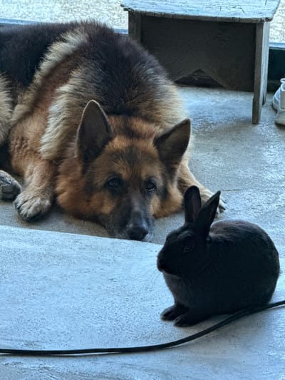 A German Shepherd dog is lying down on a concrete surface, with its head resting on its paws. In front of the dog, a small black rabbit is sitting upright, facing the dog. Behind the dog, there is a wooden stool. The scene appears to be outdoors, possibly in a yard or patio area.