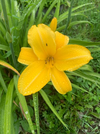 A bright yellow daylily with water droplets on its petals is the focal point of this close-up shot. The flower is surrounded by green, wet foliage, suggesting it was recently rained upon. A tiny black insect is visible on one of the petals. The background is a blur of green grass and leaves, indicating an outdoor setting. The scene is likely in Kavalerovo, Russia, given the provided location context.
