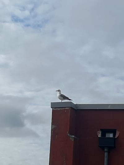 A medium shot of a seagull perched on the corner of a brick building against a cloudy sky. The building is red brick with gray trim and features a black electrical box with some sort of insulation peeking out. The seagull is white and gray, facing left. The sky is predominantly overcast with a few patches of lighter clouds. The location cannot be ascertained from the picture alone.