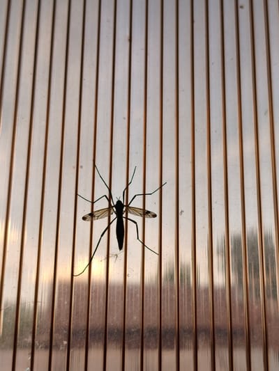 A dark silhouette of a mosquito with long, spindly legs and translucent wings is positioned in the center of the frame against a background of vertical, translucent beige panels. The panels have a ribbed texture and appear to be illuminated from behind, possibly by sunlight filtering through from the outside, creating a warm, diffused glow. A faint, out-of-focus reflection of trees and a sky with hints of sunset can be seen on the panels below the mosquito, suggesting it is outdoors, possibly on a window or a similar transparent barrier. The overall scene has a natural, slightly hazy quality. The location is identified as Munayka, Russia.