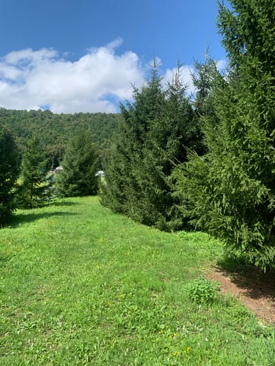 The image depicts a natural scene with a focus on foliage and a bright sky. In the foreground and mid-ground, lush green grass covers a sloping area, interspersed with small yellow and white wildflowers. To the left, the dense branches of evergreen trees dominate the frame, their needles creating a textured canopy. These trees line a wooded hillside that recedes into the distance. A path or clearing is visible within the trees on the hillside, and a small structure, possibly a shed or small building, can be seen nestled amongst the trees. The sky above is a vibrant blue, with fluffy white clouds scattered across it. The sunlight suggests it is daytime, likely late morning or early afternoon, and the weather appears to be clear and pleasant. The overall impression is one of a peaceful, rural or wilderness setting, with no people or specific objects of interest other than the natural landscape. The orientation of the image is landscape, with the trees and grass running vertically and the sky horizontally. The colors are predominantly green and blue, with touches of yellow and white from the flowers. There is no visible text in the image.