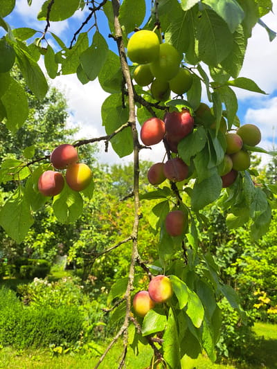 In the city of Kalinka, Russia, a close-up, eye-level shot captures a branch laden with ripening fruit, likely plums, hanging from a tree under a partly cloudy sky. The fruit exhibits a gradient of colors, from green to red, with some showing a blush of yellow. The leaves are a vibrant green, with visible veins and some appearing to have small perforations. The tree branch itself is textured and shows signs of lichen growth. In the background, a lush green garden landscape is visible, featuring manicured bushes and flowering plants, suggesting a well-maintained outdoor space. The sunlight casts shadows, indicating it is daytime. No people or animals are present in the scene.