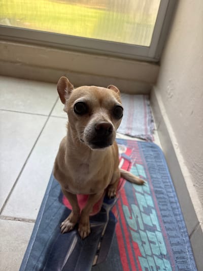 A tan Chihuahua is lying on a blue and red mat with white "ULTRA SPEED" text on it. The dog is positioned on the floor of a room with white tile. A window is to the left of the dog. The image was taken in San Juan Cuautlancingo, Mexico.