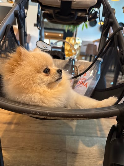 A Pomeranian dog is resting in a stroller. The dog is light brown and fluffy, with its head turned to the right, looking at something out of frame. The stroller is black and appears to be made of fabric and metal. There are two bottles of water in the stroller behind the dog. The stroller is on a wooden floor, and the background is blurred, suggesting an indoor setting. The image appears to have been taken in Hagenberg im Mühlkreis, Austria.