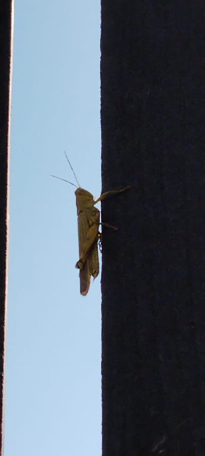 A solitary, light brown grasshopper is clinging to the dark, vertical surface of a structure. The grasshopper is positioned mid-frame, facing left with its body angled slightly upwards. Its long antennae extend forward, and its hind legs are visible, tucked against its body. The background consists of a clear, pale blue sky. The structure the grasshopper is on appears to be a dark, textured pillar or wall, possibly part of an outdoor setting. There are no people or other animals present in the image. The scene is devoid of any specific identifiable landmarks that would place it within Duman, Indonesia.