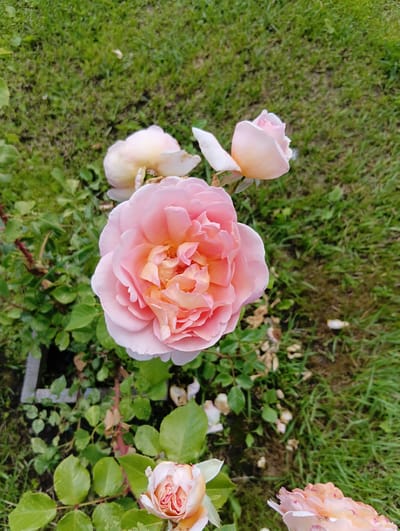 The image shows a close-up view of several light pink roses in a garden. The main subject is a large, fully bloomed rose in the center of the frame, with its petals layered and tinged with a peachy-orange hue towards the center. To the upper right of the main rose, a budded rose peeks out, with pale pink and white petals. In the lower right corner, another rose is partially visible, also in shades of pink and peach.
The roses are set against a backdrop of green grass and foliage. The grass appears slightly overgrown in some areas, with some dry leaves and petals scattered on the ground. There are also hints of green leaves and thorny stems belonging to the rose bushes, with some bare branches visible. In the lower left corner, a dark rectangular object, possibly a border or a part of a garden feature, is visible amongst the greenery.
The lighting suggests it is daytime, possibly overcast as there are no strong shadows. The overall mood is peaceful and natural, focusing on the beauty of the flowers. The location is identified as Doschatoe, Russia. There is no visible text in the image.