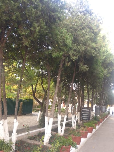 This media file depicts an outdoor scene with several prominent subjects, including a row of trees with white-painted bases, a green corrugated metal fence, and a pathway lined with potted plants. The trees are tall and dense, suggesting a park or a cultivated area. The pathway is paved, and there are several signs with text on them.
The activity taking place appears to be casual; a lone figure is walking away from the camera down the pathway on the right side of the frame. The time of day appears to be late afternoon or early evening, as evidenced by the warm, soft lighting and the shadows cast by the trees. The weather seems pleasant, with no indication of rain or harsh sunlight.
Notable details include the white paint on the lower trunks of the trees, a common practice in some regions to protect them and make them more visible. The potted plants, some with red flowers, add a touch of color to the scene. The signs, although partially obscured, display visible text. One sign in the center of the frame reads "UNUTMA! MAKTAВ - HAYOTGA TAYYORLASH MASKANI". Another sign to its right has smaller text, likely also in Uzbek. The overall setting appears to be a public space, possibly a school campus or a park in Kokand City, Uzbekistan, given the linguistic cues on the signs. There is no discernible emotion conveyed in the image, as it focuses on the landscape and a solitary figure.