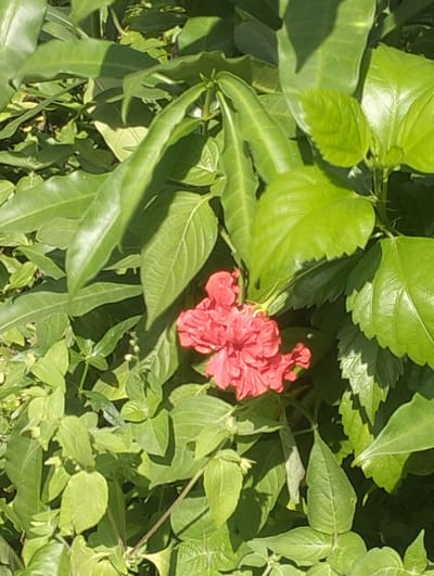 A close-up, top-down shot captures a vibrant red hibiscus flower nestled amongst lush green foliage. The flower, with its ruffled petals, is the focal point, positioned slightly off-center to the left. The surrounding leaves are a mix of sizes and shapes, some broad and smooth, others more serrated and textured, creating a dense canopy that filters the sunlight, casting subtle shadows. The setting appears to be a garden in Cotmerbo, Indonesia, a tranquil outdoor environment characterized by its rich plant life and natural beauty.