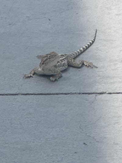 A single lizard, with brown and grey mottled scales and a striped tail, is positioned on a flat, grey, textured surface. The lizard is facing to the left, with its body splayed out. The surface appears to be an outdoor paved area, possibly a patio or walkway, with a subtle crack running horizontally across the lower portion of the image. The lighting suggests it is daytime, but the overall tone of the image is muted and slightly desaturated. No people or other animals are visible. The location is not specified.