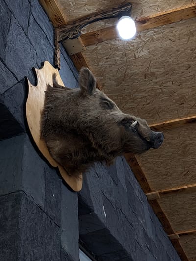The image shows a taxidermied wild boar head mounted on a wooden plaque against a dark, textured wall. The boar has a furry brown coat, visible tusks, and its head is turned to the right. Above the boar, a bright LED light bulb illuminates the wooden ceiling. The environment appears to be an indoor space with rustic wooden beams and particleboard ceiling panels. The wall is painted a dark grey with a rough, stone-like texture. The image is taken from a low angle, looking upwards. The location is Tsovagyugh, Armenia.