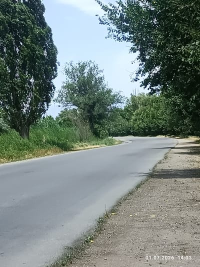 The image depicts a paved road curving to the right, bordered by dense green foliage on the left and a gravelly shoulder with sparse vegetation on the right. Tall trees with dark green leaves form a canopy overhead, with segments of a pale blue sky visible through the gaps. The road surface appears worn and shows some minor debris. The lighting suggests a bright, daytime scene, with shadows cast by the trees on the gravel shoulder. A date and time stamp, "01.07.2026 14:01", is visible in the lower right corner. The scene appears to be located in a rural or suburban area, likely on the outskirts of Chüy, Kyrgyzstan, given the context. There are no people or vehicles visible in the frame.