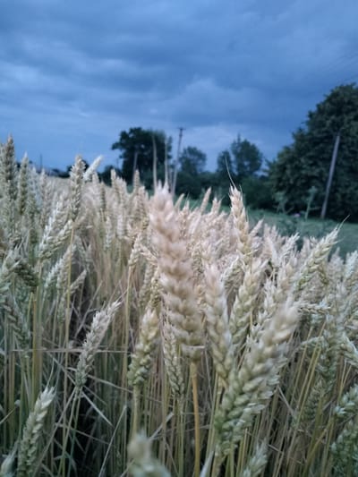 The image shows a close-up of a wheat field at dusk. The wheat stalks are golden and green, with some slightly blurred due to the shallow depth of field. In the background, there are trees and a dark, cloudy sky. The scene appears to be in a rural area. Based on the context provided, this scene is located in Lykhove, Ukraine. There are no people or animals visible in the image. The overall atmosphere is calm and natural, with a sense of the approaching night.