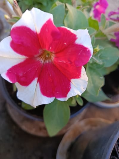 A close-up shot focuses on a vibrant petunia flower with alternating white and fuchsia petals. The flower is in the foreground, positioned slightly to the left of the frame. Its center is a delicate green, with thin brown veins extending outwards towards the petal edges. Surrounding the main subject are blurry green leaves and hints of other flowers, including a bright pink bloom in the upper right background. The flower appears to be in a dark pot, partially visible at the bottom and left of the image. The background is indistinct, suggesting an outdoor setting, possibly a garden. The image is well-lit, with a slight overhead light source.
