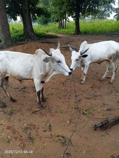 The image displays two white Zebu cattle standing on reddish-brown earth in an outdoor setting in Kamantan, Nigeria, at 06:28 on October 12, 2025. Both animals are horned, possess a dorsal hump, and have white or off-white coats with visible dirt or mud staining, particularly on their lower legs and bellies. A black rope connects the two cattle, passing through their nasal septums. The cattle are positioned facing each other, with their muzzles in close proximity. The ground is composed of compacted reddish-brown soil, sparsely covered with green foliage and scattered dried leaves. In the lower right foreground, a dark, metallic object, resembling a hydraulic cylinder or a heavy machinery component, rests on the ground. The background features several large trees with dark trunks and extensive green foliage. A small, faint, quadrupedal animal is discernible amidst the distant foliage.