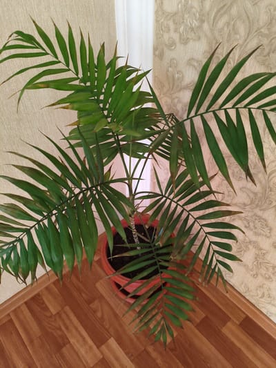 A potted palm plant is situated in the corner of a room. The plant has long, green fronds, some of which show signs of browning at the tips. It is in an orange pot and placed on a wooden floor. The background features a light-colored wallpaper with a subtle floral pattern and a white curtain. The scene suggests an indoor setting, possibly a home or office. There are no people visible and no specific activity is taking place. The lighting appears to be natural, coming from a window, indicating it might be daytime. The location cues, such as the wallpaper and flooring, are consistent with a residential interior in Digora, Russia.