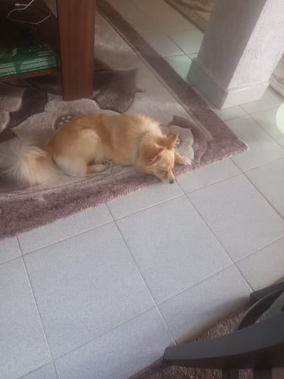 An interior scene in Radishevo, Bulgaria, depicts a light brown dog resting on a patterned, fluffy rug. The dog, which has a fluffy tail and pointed ears, is lying on its belly with its head down, facing towards the lower right of the frame. The rug, predominantly shades of brown and beige with a floral or abstract pattern, is placed on a light grey tiled floor. To the left, a dark wooden table leg is visible, and beneath the table, a green box labeled "PARKSIDE" and some white cables are present. To the right, a textured white pillar with a base stands on the tiled floor. In the lower right foreground, a dark chair leg or base is partially visible on the rug. The tiled floor extends across the lower and right portions of the image, showing visible grout lines. A faint, light-colored spherical object is partially visible in the far upper right background. The lighting suggests an indoor setting, possibly with natural light entering from the right. No people are visible.