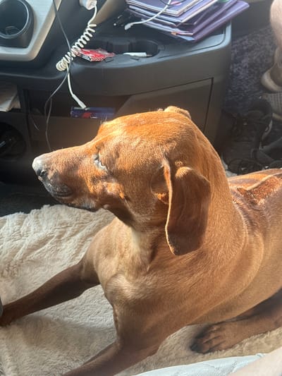 In a car's interior, a medium-sized, brown dog is resting on a beige, furry blanket. The dog's head is lowered, and its eyes are partially closed, suggesting it is relaxed or sleeping. Sunlight streams in from the side, casting a warm glow on the dog's fur and creating a dappled effect on its face.

To the left of the dog, a dark-colored dashboard is visible. Several items are placed on it, including a stack of purple notebooks or binders, a coiled white wire connected to a white plug, and a small, red item with white speckles. Further back, another white wire runs across the dash. A blue and silver object, possibly a small container or device, is also present.

The scene appears to be captured during the daytime, indicated by the strong sunlight. The overall impression is one of a quiet, possibly long journey, where the dog is comfortably settled. The location is identified as Hirt, Austria, providing a specific geographical context for the image.