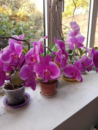 The image shows a cluster of vibrant pink orchids in bloom, arranged on a windowsill. The orchids are the primary subjects, with their delicate petals and intricate centers clearly visible. The setting is indoors, likely a home, with a windowsill serving as the display surface. Beyond the window, lush green foliage and trees are visible, bathed in bright, warm sunlight, suggesting it is daytime and likely pleasant weather. One of the orchid pots is a terracotta color, while another appears to be a clear plastic pot with a purple saucer. The overall mood is serene and natural, highlighting the beauty of the blooming flowers. There is no visible text in the image. The location context of Sabunchu Raion, Azerbaijan, is provided.