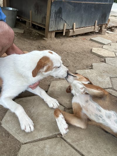 Two young dogs, one white with brown markings and the other predominantly brown with white patches, are interacting on a paved area in what appears to be an outdoor, possibly rural setting. The white dog is on its front paws, leaning towards the brown dog, which is lying on its back with its paws in the air. They seem to be play-fighting or grooming each other. In the background, there is a wooden structure with a dark, weathered material on top, and a metal bucket. The ground is a mixture of dirt and scattered straw or dry grass. The scene is located in Polenitsa, Bulgaria.