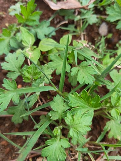 This image presents a close-up, ground-level view of various green herbaceous plants and grasses growing in dark brown soil in Pinnwe, Myanmar (Burma). The primary subjects are numerous clusters of plants featuring deeply lobed or compound green leaves. Interspersed among these are several thin, upright blades of green grass. The soil, visible between the plants, appears moist and rich. No human subjects, animals, or man-made objects are present. The scene depicts natural ground vegetation under diffuse lighting conditions.