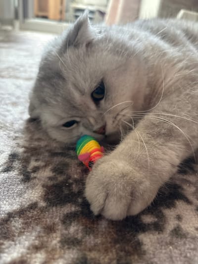 A light gray cat with folded ears is lying on a patterned rug and playing with a rainbow-colored cat toy. The cat is close to the toy and appears to be biting it. The background is out of focus and shows a domestic interior with furniture. The image was taken in the village of Zasichnoye, Russia.