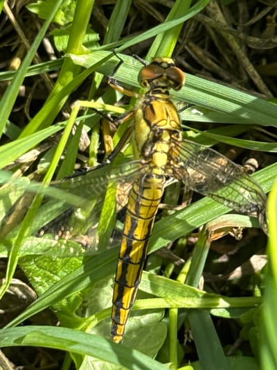 An overhead, medium shot captures a yellow and black striped dragonfly resting amidst green grass. The dragonfly's body is segmented and its wings, though appearing somewhat translucent and aged, are spread. The surrounding environment is composed of various green blades of grass, some appearing lighter and more reflective due to sunlight, while others are darker and more shadowed. The ground beneath the grass is not clearly visible but appears to be a mix of soil and dried plant matter. The image is sharply focused on the dragonfly and the immediate blades of grass around it, with the background becoming progressively softer and more out of focus. No people, specific landmarks, or actions are depicted. The image does not provide any information about its location in Vorsma, Russia.