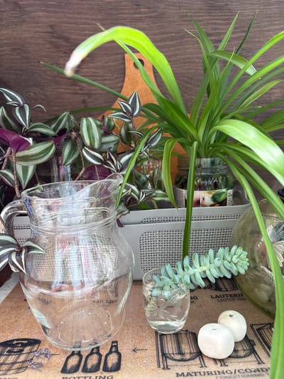 The image shows a collection of houseplants in various glass containers, arranged on a wooden surface. A large spider plant with long, green, arching leaves dominates the upper left portion of the frame. Below it, a smaller plant with striped green and purple leaves, likely a Wandering Jew, is also visible. A succulent with small, pale green, fleshy leaves is propped in a small, etched glass. Two round, white, porous objects are placed near the succulent.
In the background, a large glass pitcher with a handle rests on a light gray grid. Behind the pitcher, a piece of cardboard with printed text and illustrations is visible. The text includes "FRANCE", "VEITLING", "MANT", "LAUTERI", "LAUTER TANI", "NG K", "BOTTLING", and "MATURING/COND CONDITIONING T", along with drawings of barrels and bottles.
The lighting suggests an indoor setting, possibly a home or greenhouse, with diffused light. There are no people or animals present, and the overall mood is serene and focused on the plants and their display. The wooden surface and the natural elements of the plants create a rustic yet organized aesthetic. The image is oriented such that the plants appear to be growing upwards from the bottom of the frame, and the pitcher is lying on its side.