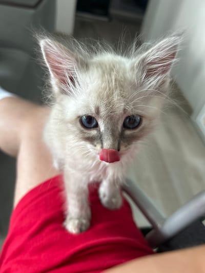 This is a close-up, vertically oriented photograph of a young Ragdoll cat with striking blue eyes. The kitten has fluffy, cream-colored fur with darker points on its ears and face. Its pink tongue is visible, licking its nose. The kitten is being held by a person whose arm, covered by a red garment, is visible in the lower right portion of the image. The background is blurred but suggests an indoor setting with neutral-toned furniture and possibly a floor. The lighting appears to be natural, coming from above, and there is no indication of the time of day or weather. The overall mood is intimate and affectionate, highlighting the cute and curious nature of the kitten. There is no visible text in the image.