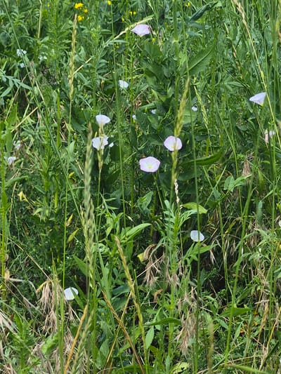 This image depicts a close-up view of a dense, green meadow filled with various types of wildflowers and grasses. The wildflowers are predominantly light pink and white, with some small yellow blossoms scattered throughout. The scene appears to be an outdoor natural environment, possibly a field or a park, likely in Merenii Noi, Moldova, given the context provided. There are no people or animals visible in the image. The focus is on the natural flora, with the different textures and shades of green dominating the composition. The lighting suggests it is daytime, with soft, diffused light. The image is rich in detail, capturing the intricate structure of the plants and flowers.