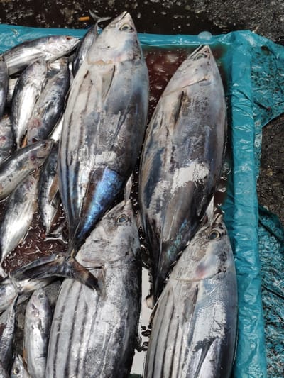 A variety of fish lay on a blue surface. Several smaller fish, possibly sardines, are scattered on the left side. Four larger tuna fish dominate the scene, arranged vertically. The fish have metallic silver skin with darker stripes and bluish hues, suggesting freshness. The composition conveys a sense of a fish market or a fresh catch.