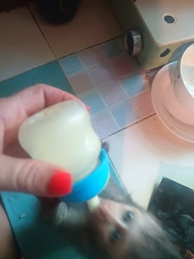 The image captures a close-up, slightly blurry view of a human hand bottle-feeding a small animal. A hand with fair skin and red nail polish on at least one finger holds a baby bottle containing a light-colored liquid, likely milk or formula. The bottle features a bright blue ring around its nipple. A small, furry animal, possibly a baby monkey or marmoset, is seen with its face against the bottle's nipple, actively feeding. Its dark, round eyes are visible, looking upwards.
The scene is set indoors, characteristic of a home in Ban Tai, Thailand. The floor is covered with square tiles in various shades, including light brown, teal, and faint pinkish tones, with visible grout lines. In the upper right background, part of a light-colored machine or appliance is visible, featuring a silver, knurled knob. A white cup or bowl with a patterned rim is partially seen to the right. A dark, circular object is situated on the floor in the upper left. The lighting is bright, suggesting either daytime or well-lit artificial conditions. The activity conveys a moment of attentive care and nurturing. No visible text is present.