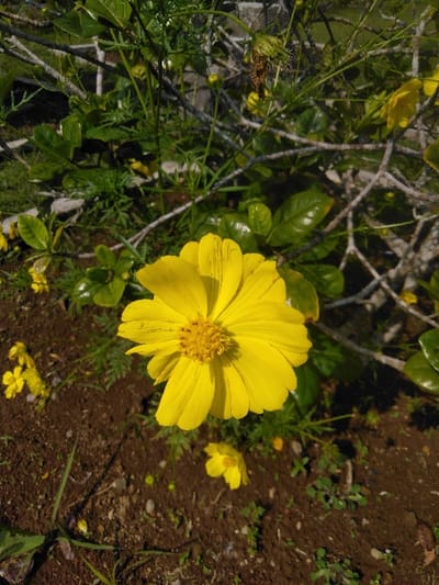 A close-up photograph taken in Eghezée, Belgium, displays a single yellow flower as the central subject. This flower features numerous bright yellow ray florets radiating from a textured, yellow-orange disc floret center. Surrounding the prominent flower is a dense array of green foliage, including plants with small, glossy oval leaves and others with delicate, dissected leaves and stems. Interspersed within the background greenery are several thin, dry, greyish-brown branches. Smaller yellow flowers, some fully bloomed and others as developing buds, are visible in various stages of growth throughout the mid-ground. The foreground consists of dark brown soil, which contains small stones and sparse green plant sprouts. The scene is brightly illuminated by natural sunlight, producing distinct highlights on the vegetation. No individuals, animals, or active interactions are present in the image.