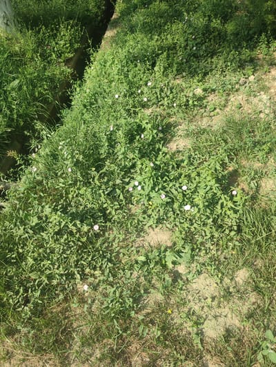 The image shows a patch of dense green vegetation growing along a narrow, dark, narrow waterway. The vegetation consists of various types of plants, including grass and leafy plants with small white and pink flowers. The ground is a mix of soil and dry grass. The scene appears to be outdoors, in a natural or semi-natural environment, likely a park or undeveloped area within the city of Almalyk, Uzbekistan. There are no people or specific man-made objects visible besides the waterway itself, which could be a drainage ditch or a small stream. The lighting suggests it is daytime, with sunlight casting shadows in some areas.