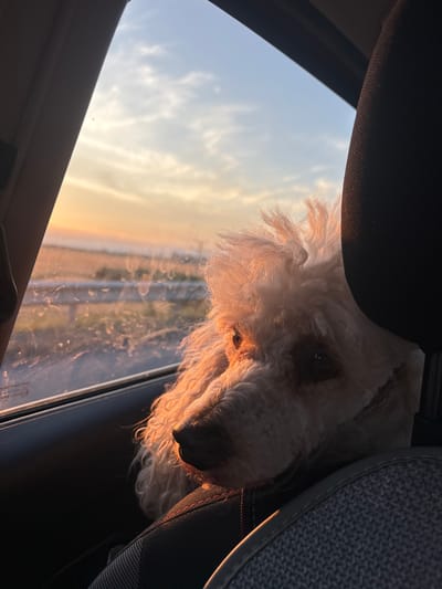 An overhead shot captures a light-colored poodle sitting in the passenger seat of a car, looking out the window. The dog's fur is fluffy and light brown, and its head is partially obscured by the car's headrest. Sunlight streams through the window, illuminating the dog's face and casting a warm glow. The window reveals a blurred landscape with a road and fields, bathed in the soft light of what appears to be sunrise or sunset. The dog's eyes are dark and expressive, and its mouth is slightly open, suggesting a relaxed or curious demeanor. The interior of the car is visible, with a dark seat and some fabric details. The overall scene evokes a sense of peace and tranquility, with the dog enjoying the scenic drive through Kazichene, Bulgaria.