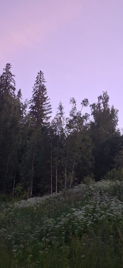 This is a vertical, medium-distance photograph of a forest canopy and a wildflower meadow under a pale purple sky. The sky occupies the top third of the image and transitions from a lighter shade at the top to a slightly deeper hue near the horizon. The forest line stretches across the middle of the frame, with a variety of trees, including tall evergreens and deciduous trees with lighter bark, dominating the scene. One particularly tall evergreen stands out in the center, with a dark silhouette against the sky. The lower portion of the image is filled with a dense meadow of white wildflowers and green grasses, suggesting a rural or natural setting. The lighting indicates either dawn or dusk. The image was captured at the location of Salpakangas, Finland. There are no people or animals visible in the frame, and no actions or interactions are depicted.
